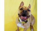 Adopt Willow a Pit Bull Terrier