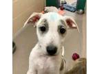 Adopt Baby Girl a Pit Bull Terrier, Cattle Dog