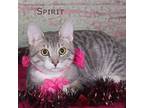 Adopt Spirit a Domestic Short Hair
