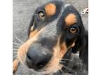 Adopt Briar a Bluetick Coonhound