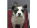 Adopt 82702 a Terrier, Mixed Breed