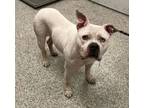 Adopt Princess Meatball a Pit Bull Terrier, Mixed Breed