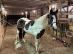 Begginer Safe Gaited Spotted Saddle Horse Gelding
