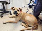 Adopt Alicia a Boxer, Pit Bull Terrier