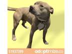 Adopt 51937399 a Pit Bull Terrier, Mixed Breed