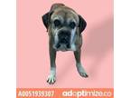 Adopt 51939307 a Boxer, Mixed Breed