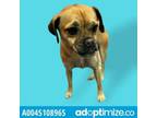 Adopt 45108965 a Mixed Breed