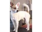 Adopt Trooper a Jack Russell Terrier