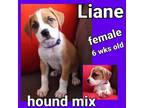 Adopt Liane a Hound