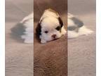 Shih Tzu PUPPY FOR SALE ADN-543490 - Purebred shih tzu puppy