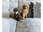 Poodle (Toy) PUPPY FOR SALE ADN-543768 - Tiny AKC Teacup Toy Poodle