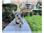 French Bulldog PUPPY FOR SALE ADN-543791 - Rare Colored Puppies