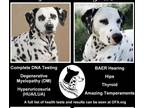 Dalmatian PUPPY FOR SALE ADN-543524 - HEALTHY AKC Dalmatian Puppies FALL 2023