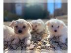 Maltipoo PUPPY FOR SALE ADN-543777 - maltipoo puppies