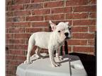 French Bulldog PUPPY FOR SALE ADN-543726 - Frenchie