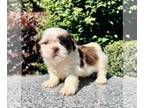 Shih Tzu PUPPY FOR SALE ADN-543686 - Teacup blue eyes AKC Chinese Imperial