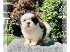 Shih Tzu PUPPY FOR SALE ADN-543687 - Teacup blue eyes AKC Chinese Imperial