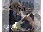 Cane Corso PUPPY FOR SALE ADN-543743 - Cane Corso puppies