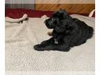 Spangold Retriever PUPPY FOR SALE ADN-543417 - Female Spangold Puppy
