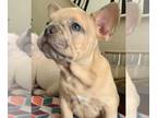 French Bulldog PUPPY FOR SALE ADN-543784 - French Bulldog Puppies
