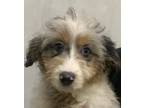 Adopt Jellystone Lynelle a Merle Australian Shepherd / Miniature Poodle / Mixed