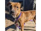 Adopt Ducky (ID# 66418) a Black American Pit Bull Terrier / Mixed dog in