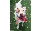 Adopt PATCHES a White - with Brown or Chocolate American Staffordshire Terrier /