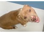 Adopt Tandy Liberty 53313 a Tan/Yellow/Fawn - with White American Pit Bull