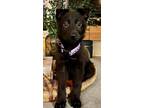Adopt Violet D5141 a Black German Shepherd Dog / Belgian Malinois / Mixed dog in