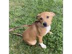 Adopt Chubbs a Tan/Yellow/Fawn - with White Labrador Retriever / Mixed dog in