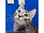 Adopt Mishka a Domestic Shorthair cat in Yankton, SD (37168400)