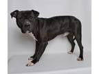 Adopt Franklin a Black American Pit Bull Terrier dog in Jefferson City