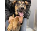 Adopt Cliff a Black German Shepherd Dog / Labrador Retriever / Mixed dog in