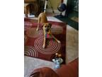 Adopt BRISTOL a Tan/Yellow/Fawn Rhodesian Ridgeback / Mixed dog in Fort Mill