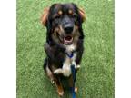 Adopt Pumpkin a Bernese Mountain Dog / Mixed dog in Silverdale, WA (37167444)