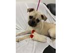 Adopt Beans a Pug / Mixed dog in Silverdale, WA (37167442)