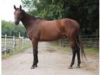 Adopt PHOENIX a Bay Thoroughbred / Mixed horse in Union, MO (31166127)