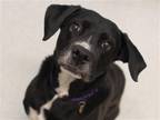 Adopt NINJA a Black Labrador Retriever / Boxer / Mixed dog in Denver