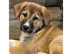 Adopt Scorpelle a Great Pyrenees / Cattle Dog / Mixed dog in Fort Lupton