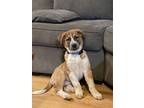 Adopt Grispelle a Great Pyrenees / Australian Shepherd / Mixed dog in Fort