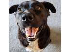 Adopt Kipling a Cattle Dog / American Pit Bull Terrier / Mixed dog in Fort