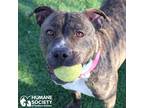 Adopt HAILEY a Brindle - with White Pit Bull Terrier / Mixed dog in Tucson