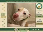 Adopt Red a Mixed Breed (Medium) / Mixed dog in Melbourne, FL (37167038)
