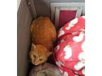 Adopt Crookshanks a Domestic Shorthair / Mixed (short coat) cat in Mobile