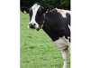 Adopt Bosco a Cow or Bull farm