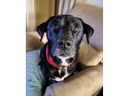 Adopt Jag a Black - with White Labrador Retriever / Mixed dog in Harrisonburg
