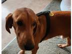 Adopt Rusty a Red/Golden/Orange/Chestnut Bloodhound / Mixed dog in Weeki Wachee