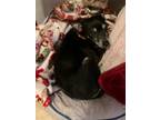 Adopt Stewart a Black - with Tan, Yellow or Fawn Miniature Pinscher dog in