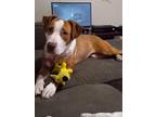 Adopt Bailey a Tan/Yellow/Fawn - with White American Pit Bull Terrier / Terrier