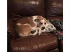 Adopt Sadie a Red/Golden/Orange/Chestnut - with White Pit Bull Terrier dog in